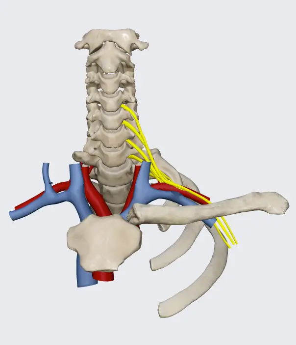 3D model of the Brachial Plexus
