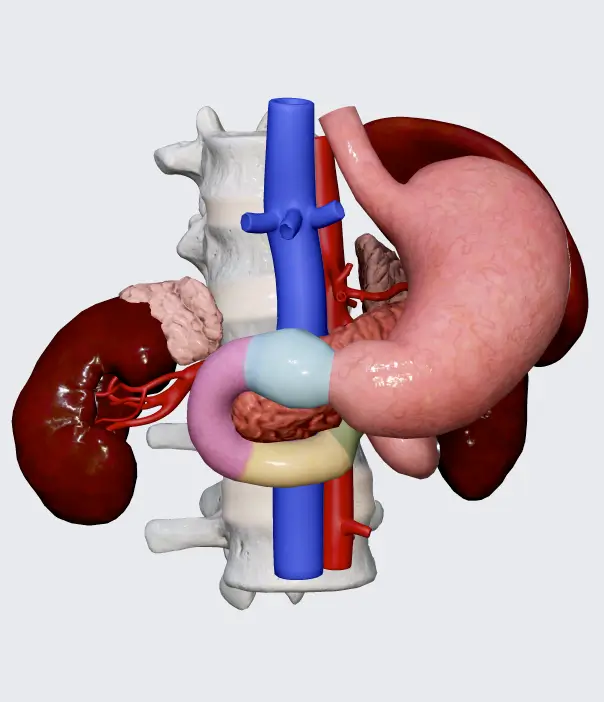 3D model of the Duodenum and Pancreas