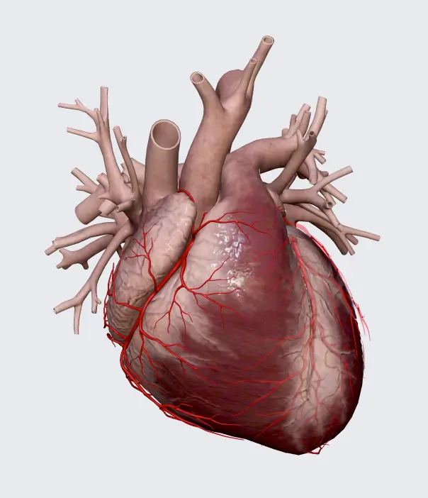 3D model of the human heart