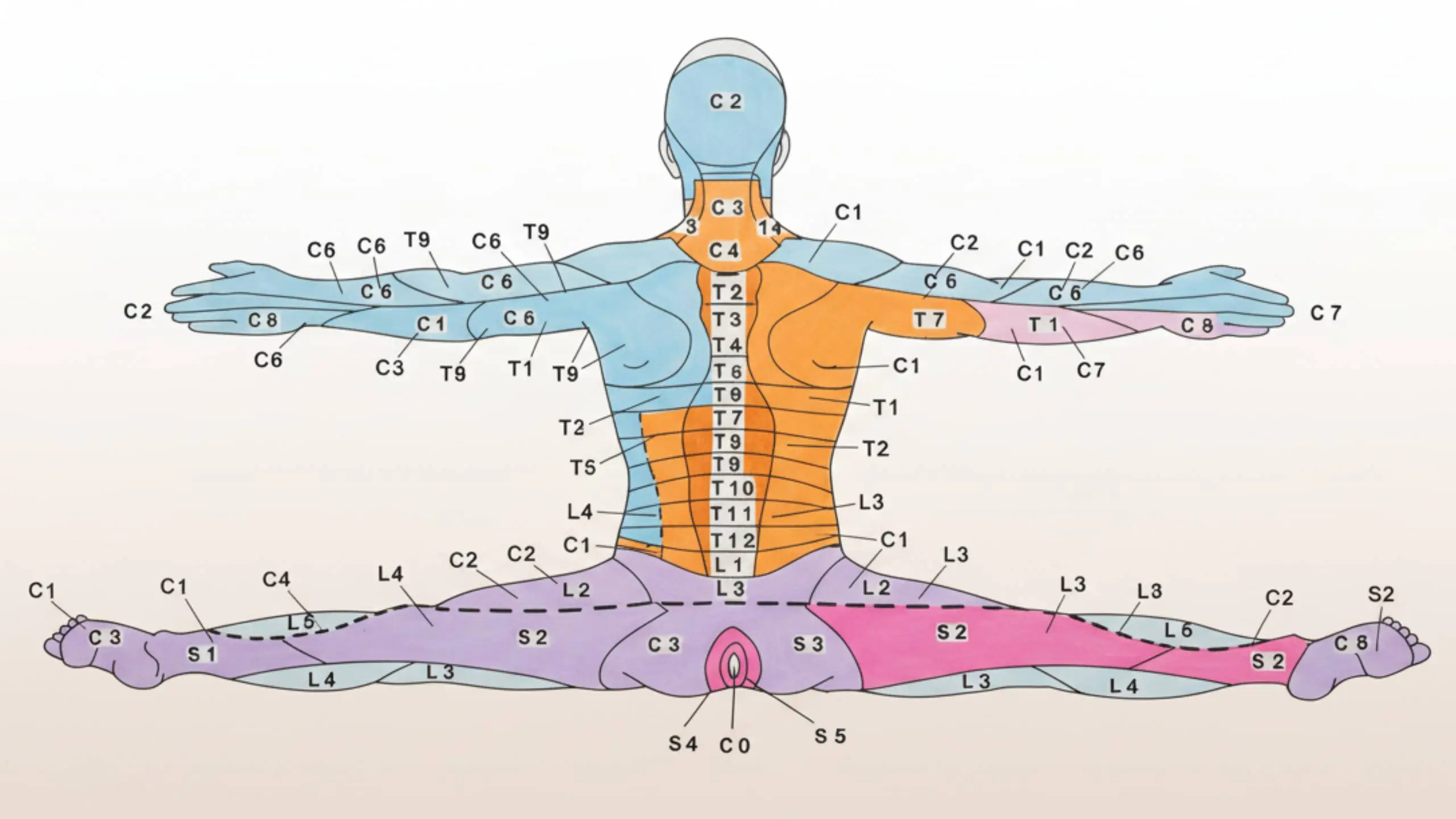 Dermatomes & Myotomes – Summary Table