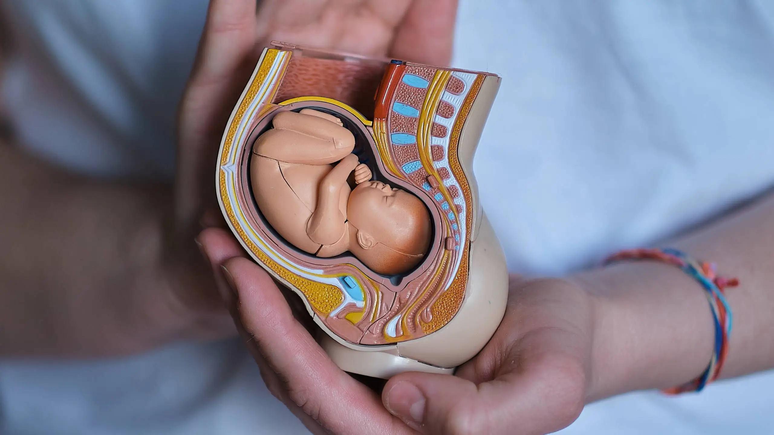 Study Tips for Mastering Embryology: From Concepts to Clinical Correlations