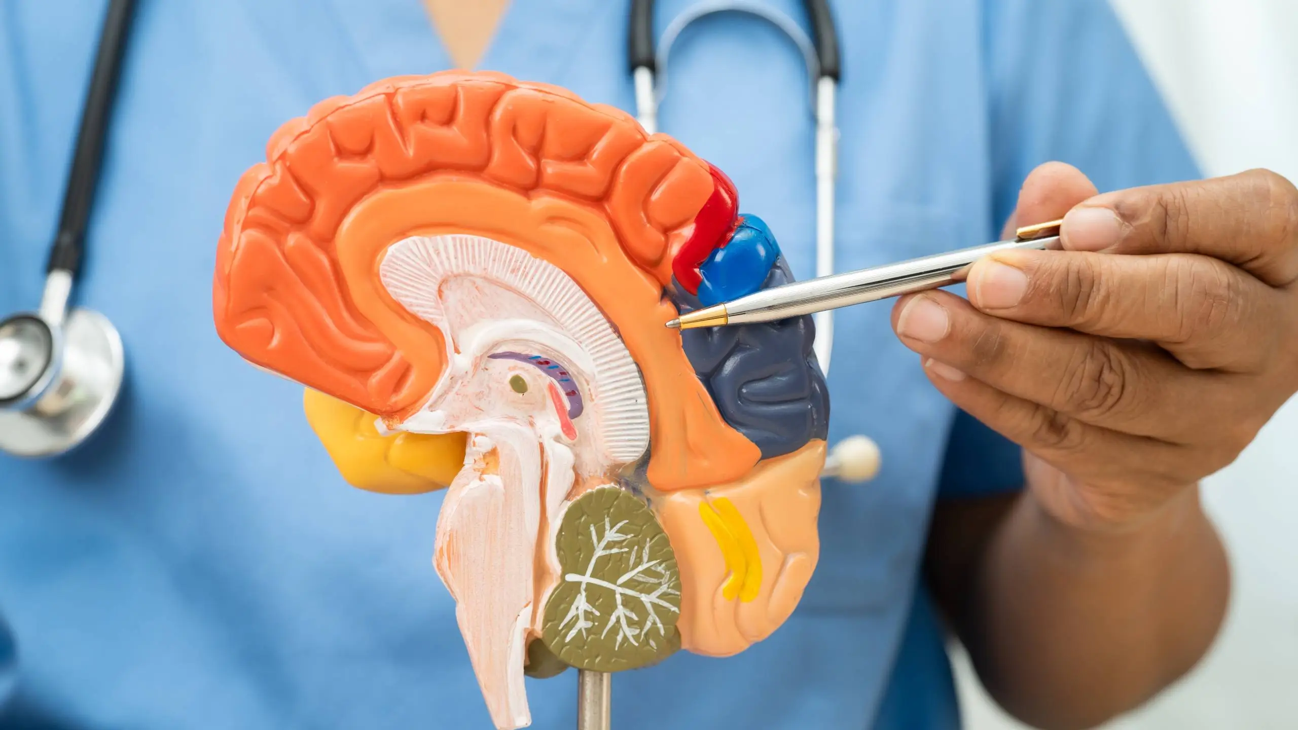 The Ultimate Guide to Learning Neuroanatomy Without Getting Overwhelmed