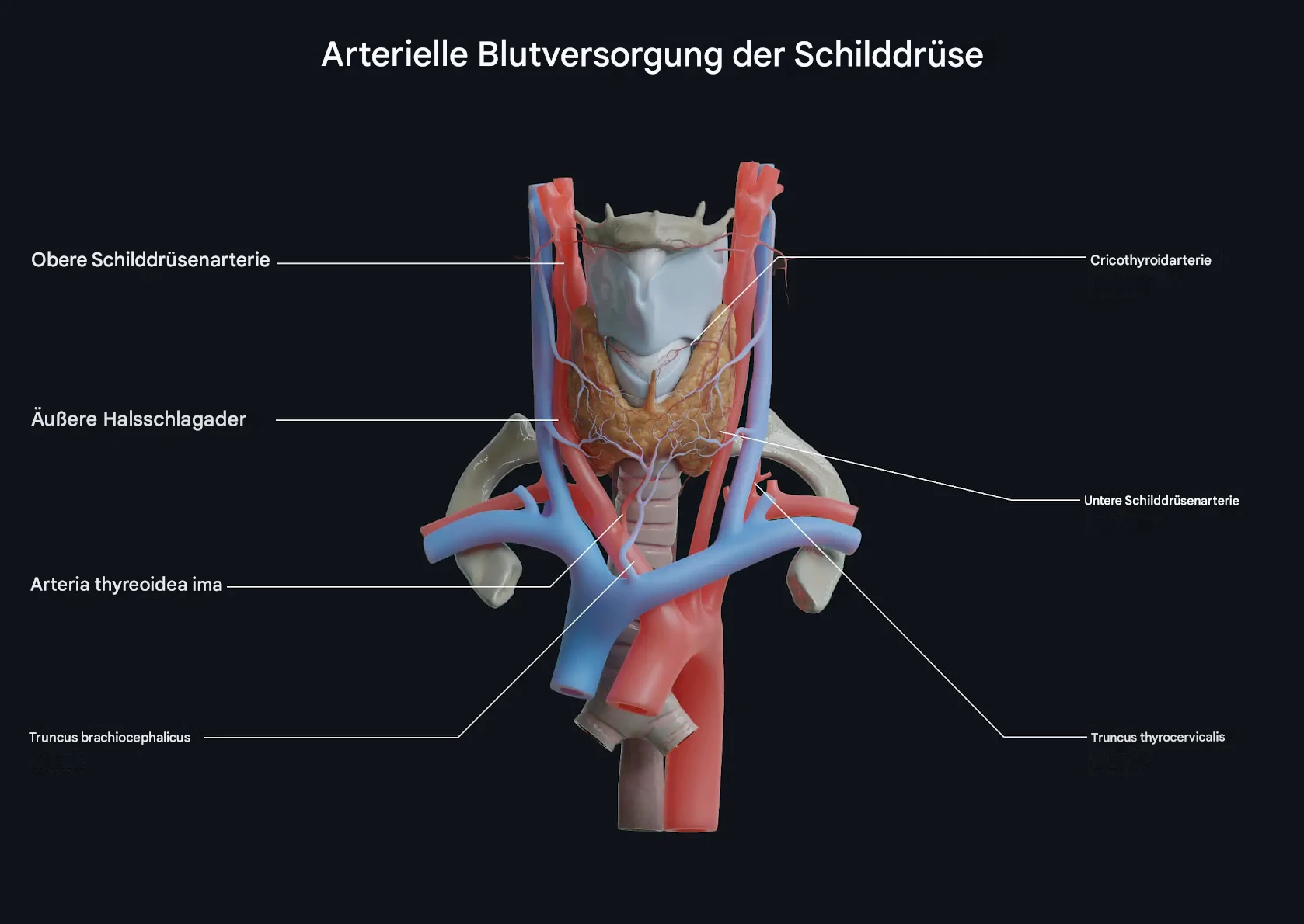 Schilddrüse und Blutversorgung