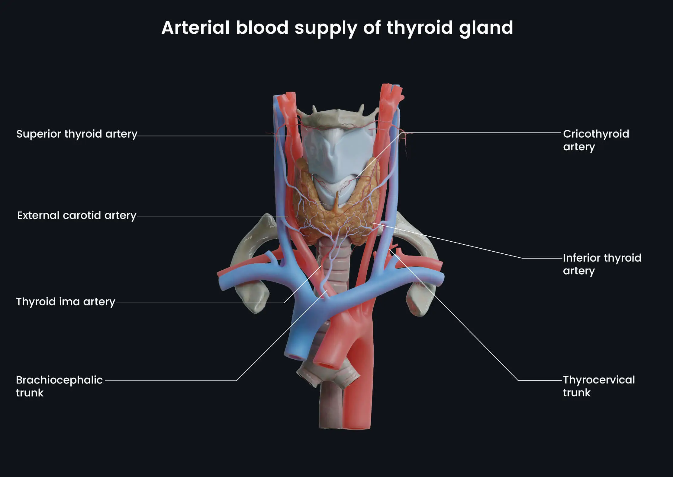 Thyroid Gland and Blood Supply