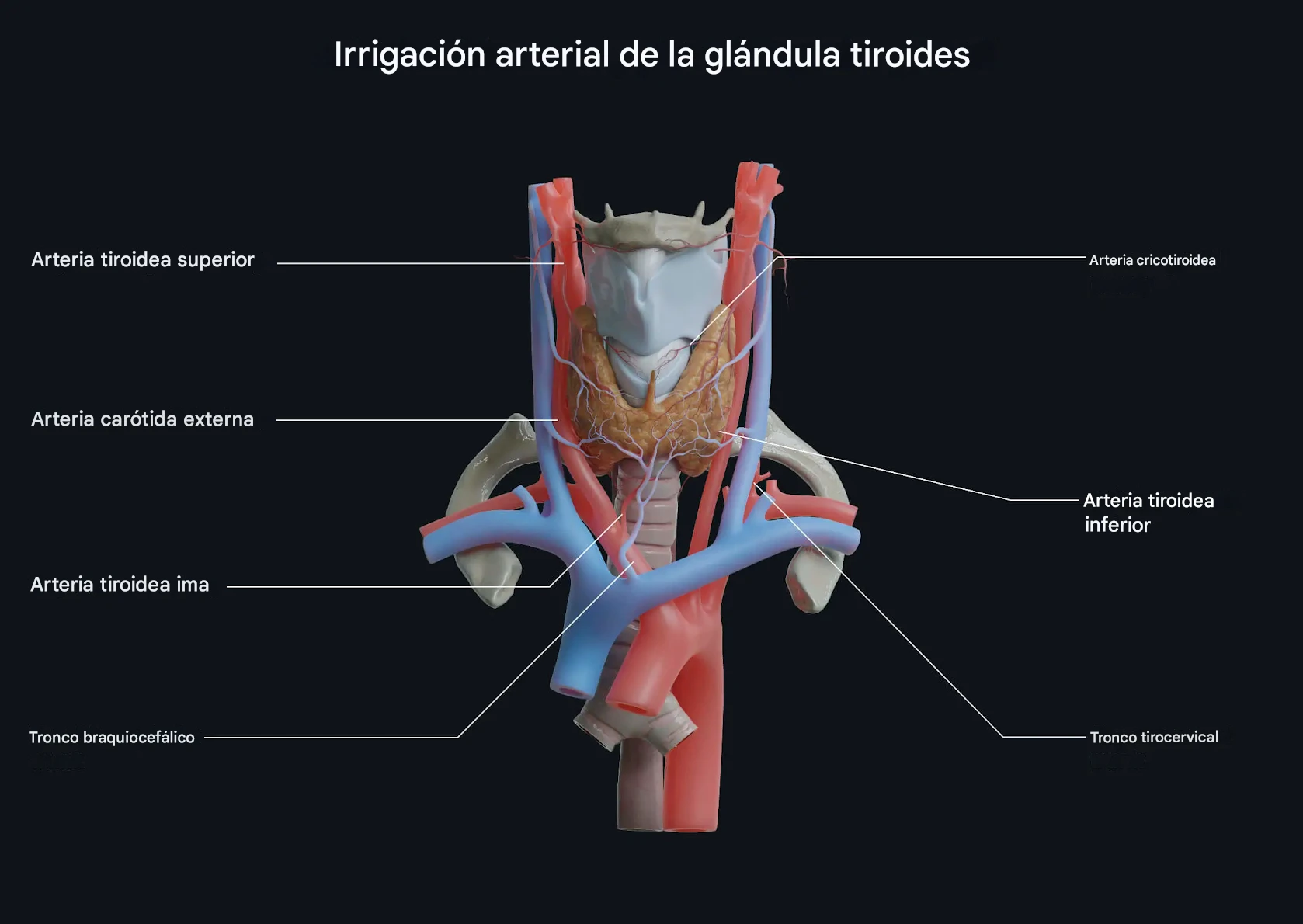 Glándula Tiroides y Suministro Sanguíneo