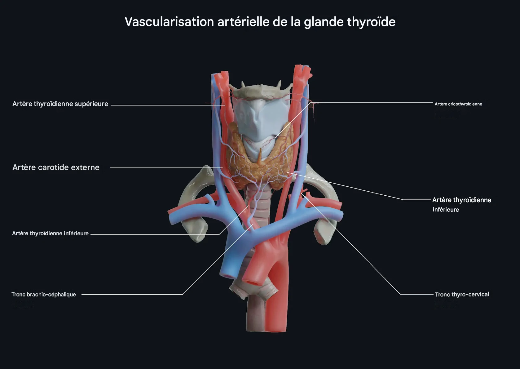 Glande thyroïde et apport sanguin