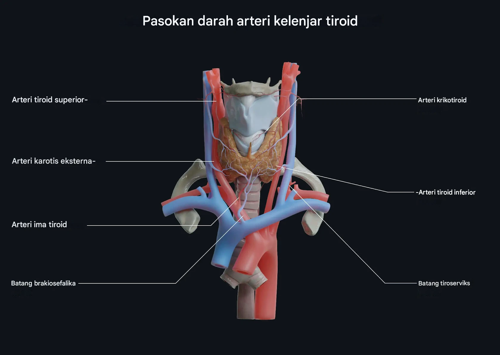 Kelenjar Tiroid dan Suplai Darah