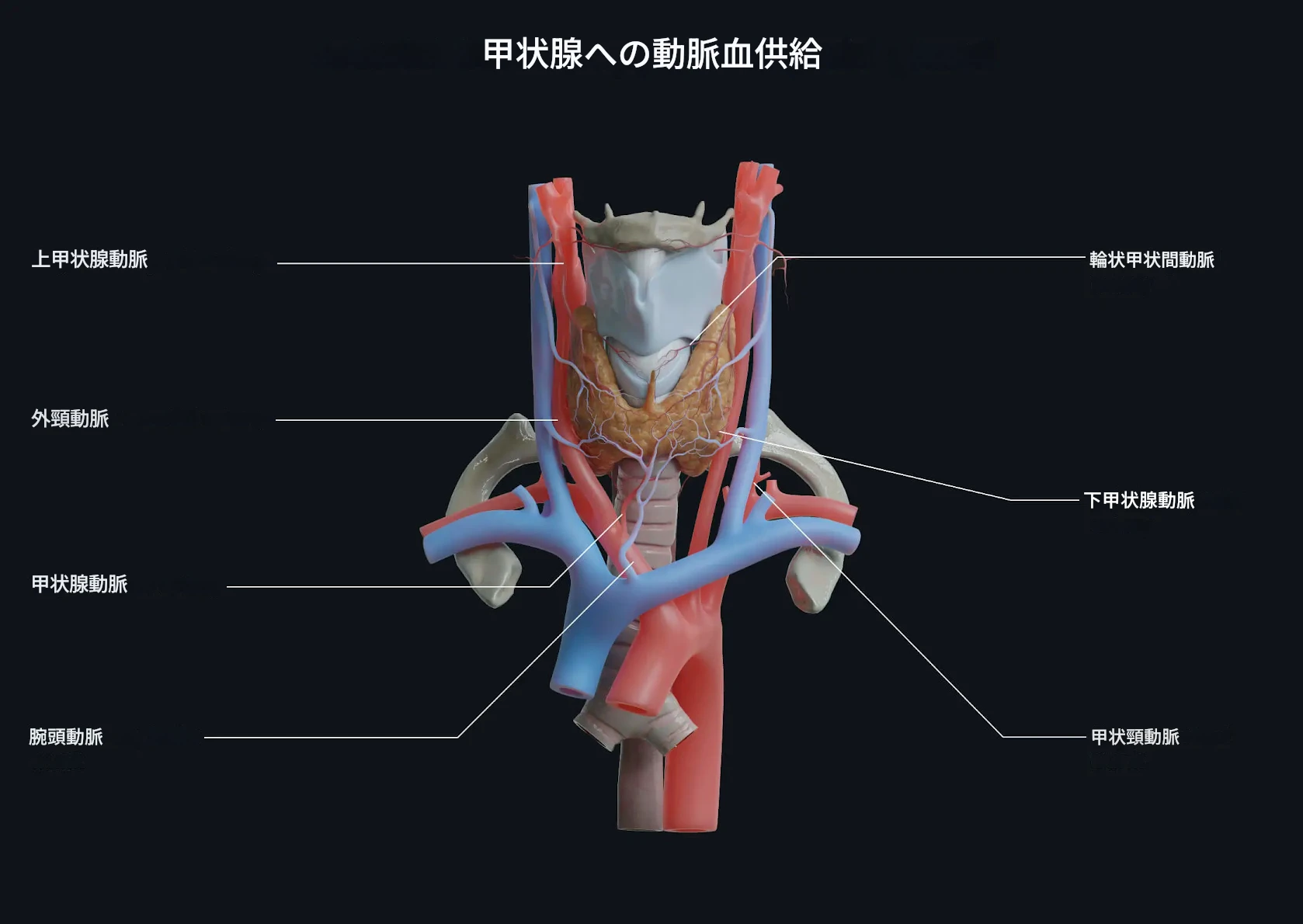 甲状腺と血液供給