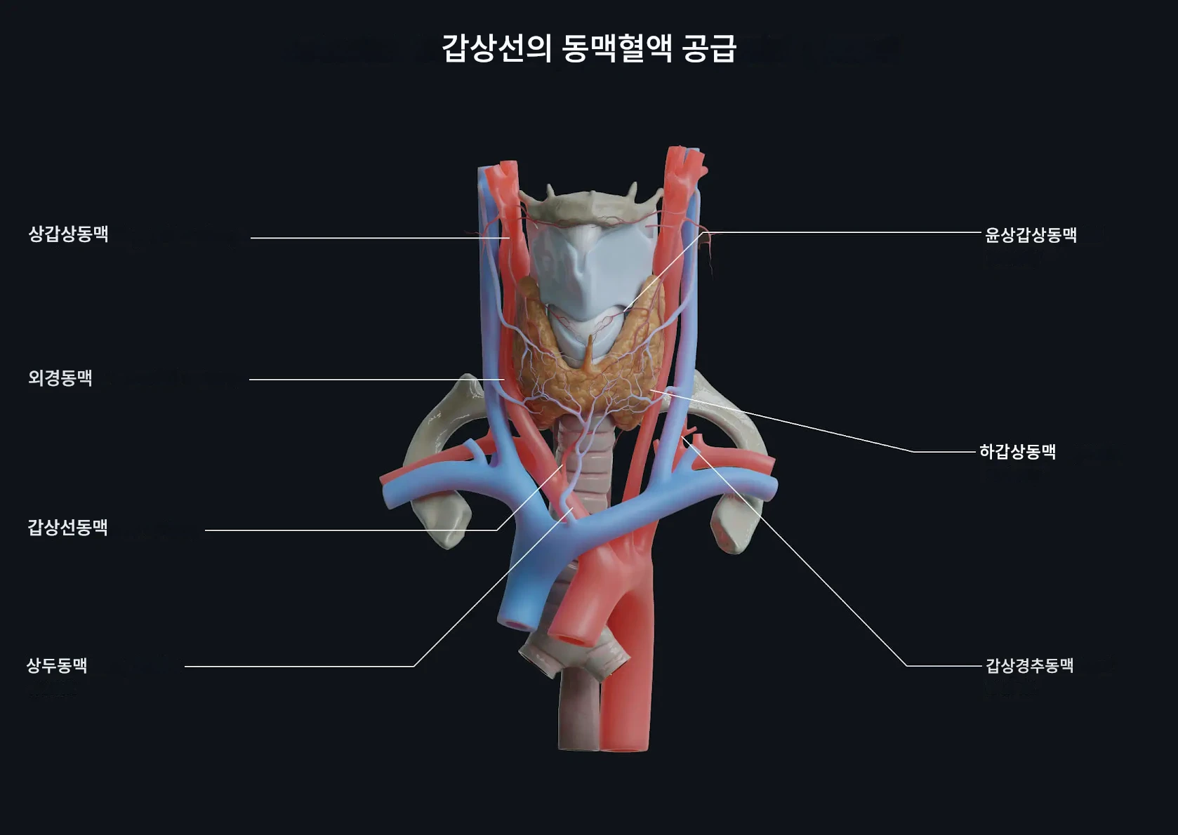 갑상선과 혈액 공급
