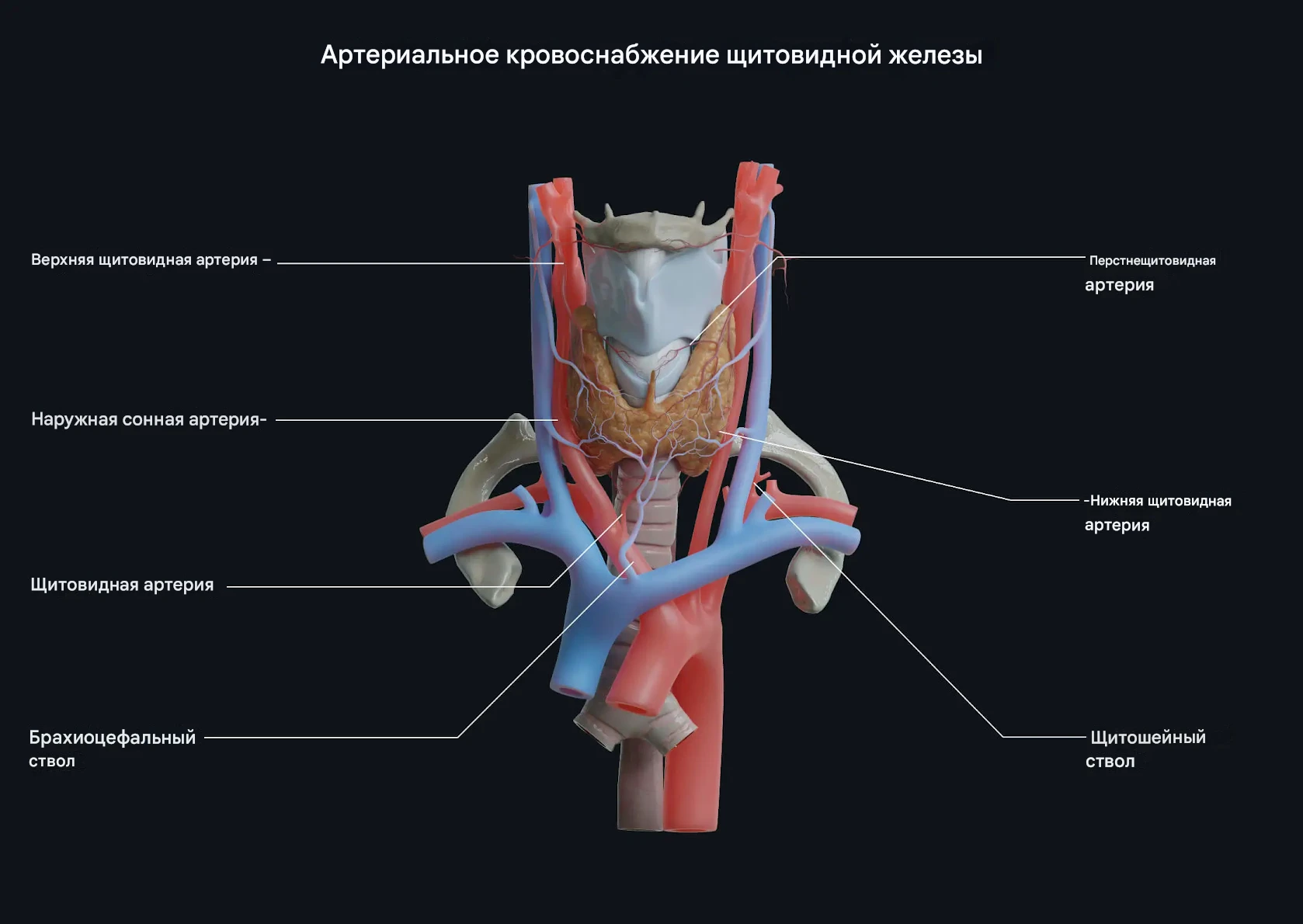 Щитовидная железа и кровоснабжение