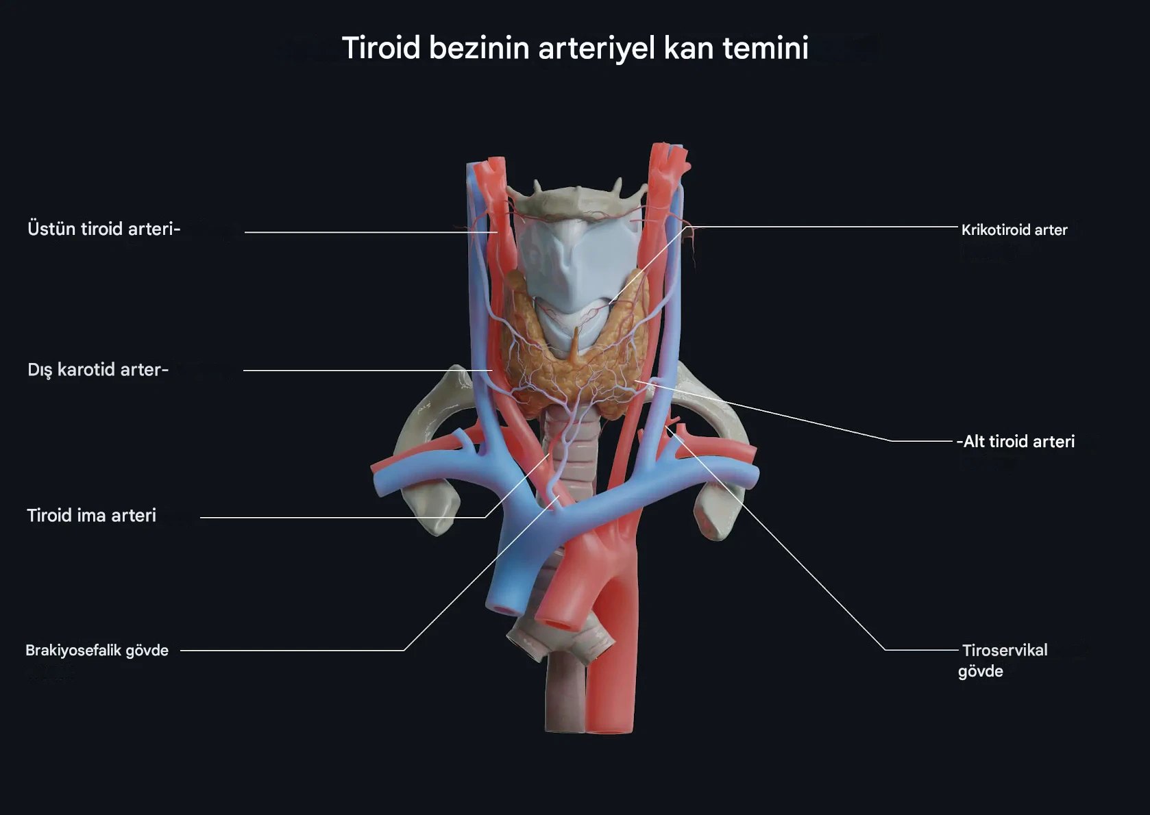 Tiroid Bezi ve Kan Temini