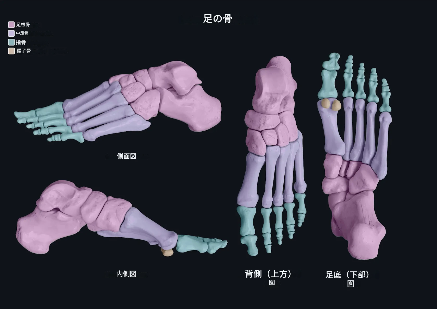 足の骨