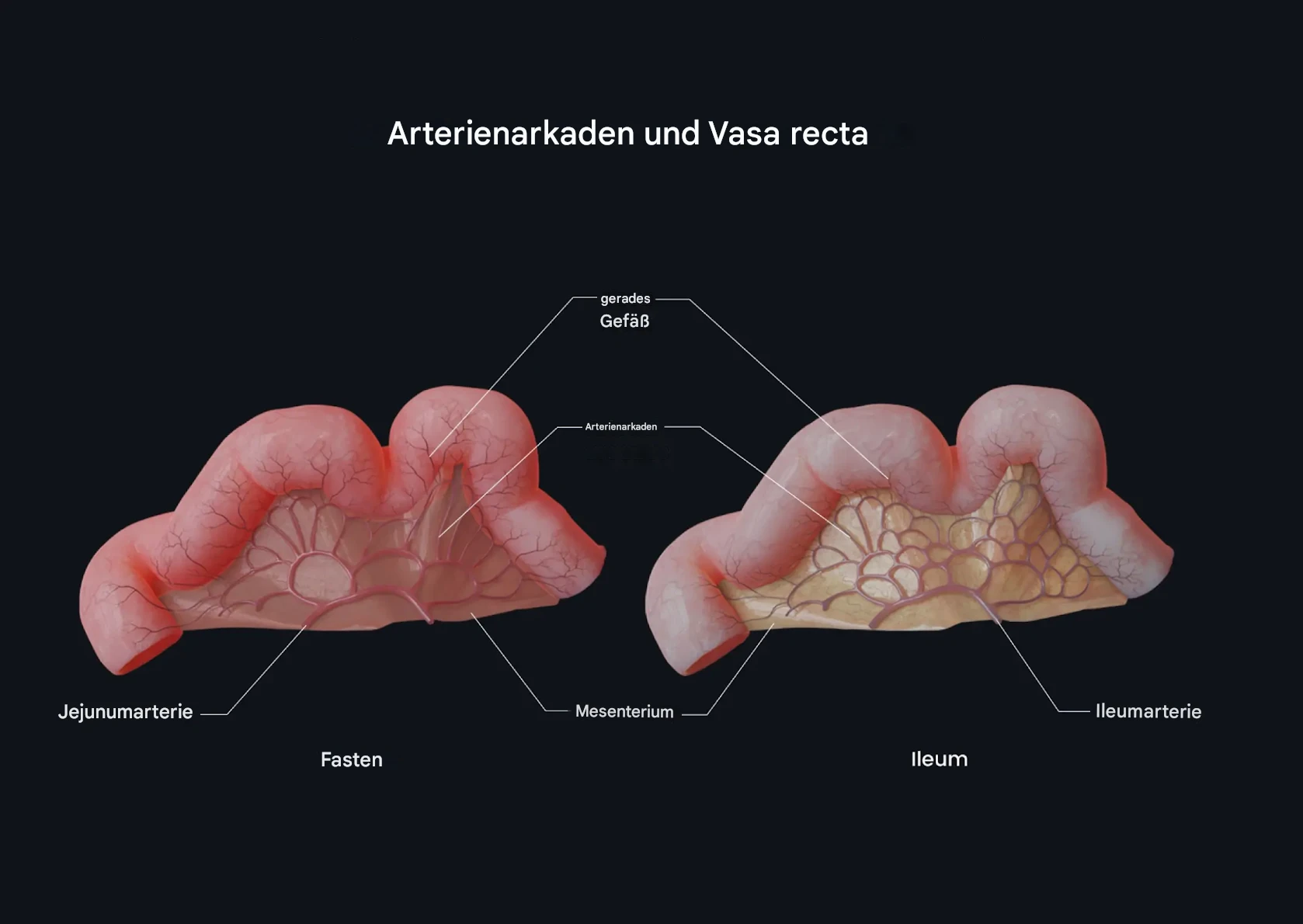 Arterielle Arkaden und Vasa Recta