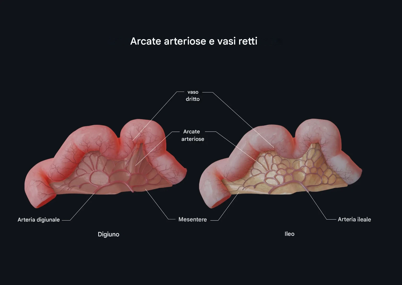 Arcate Arteriose e Vasa Recta