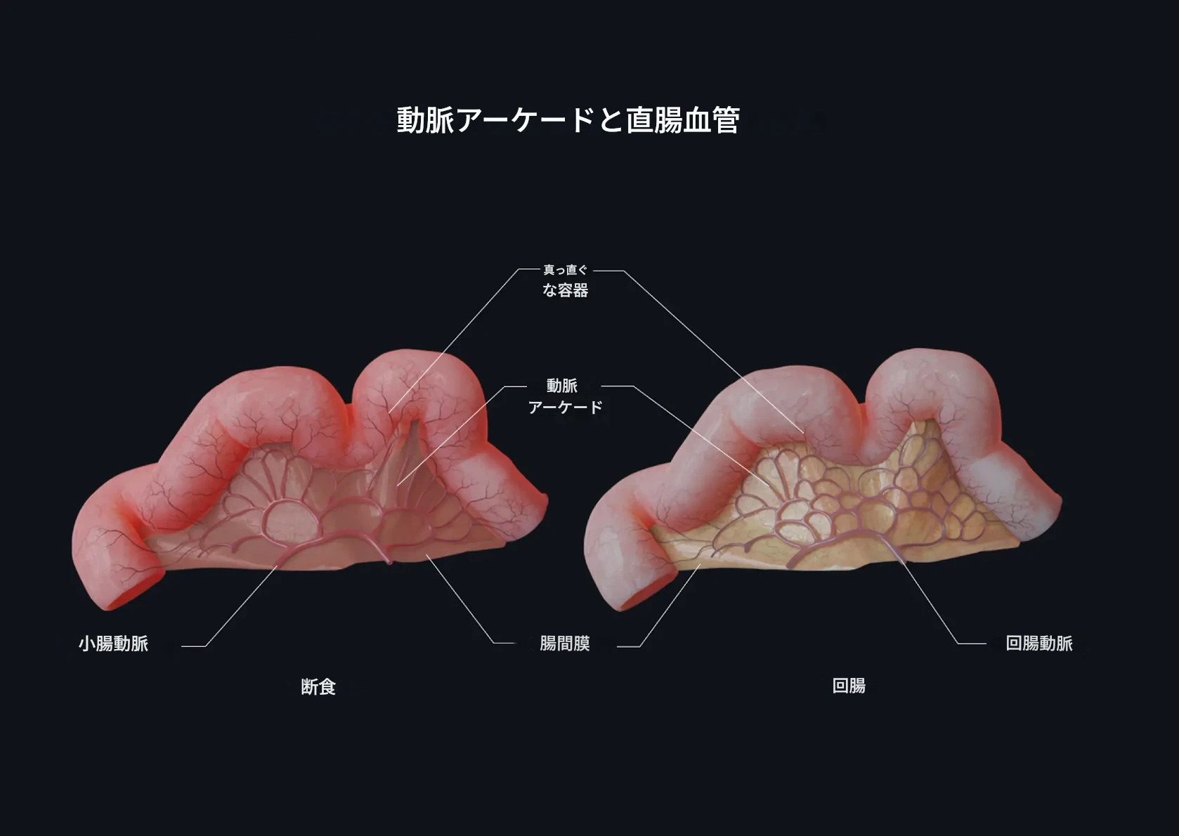 動脈弓と直腸動脈