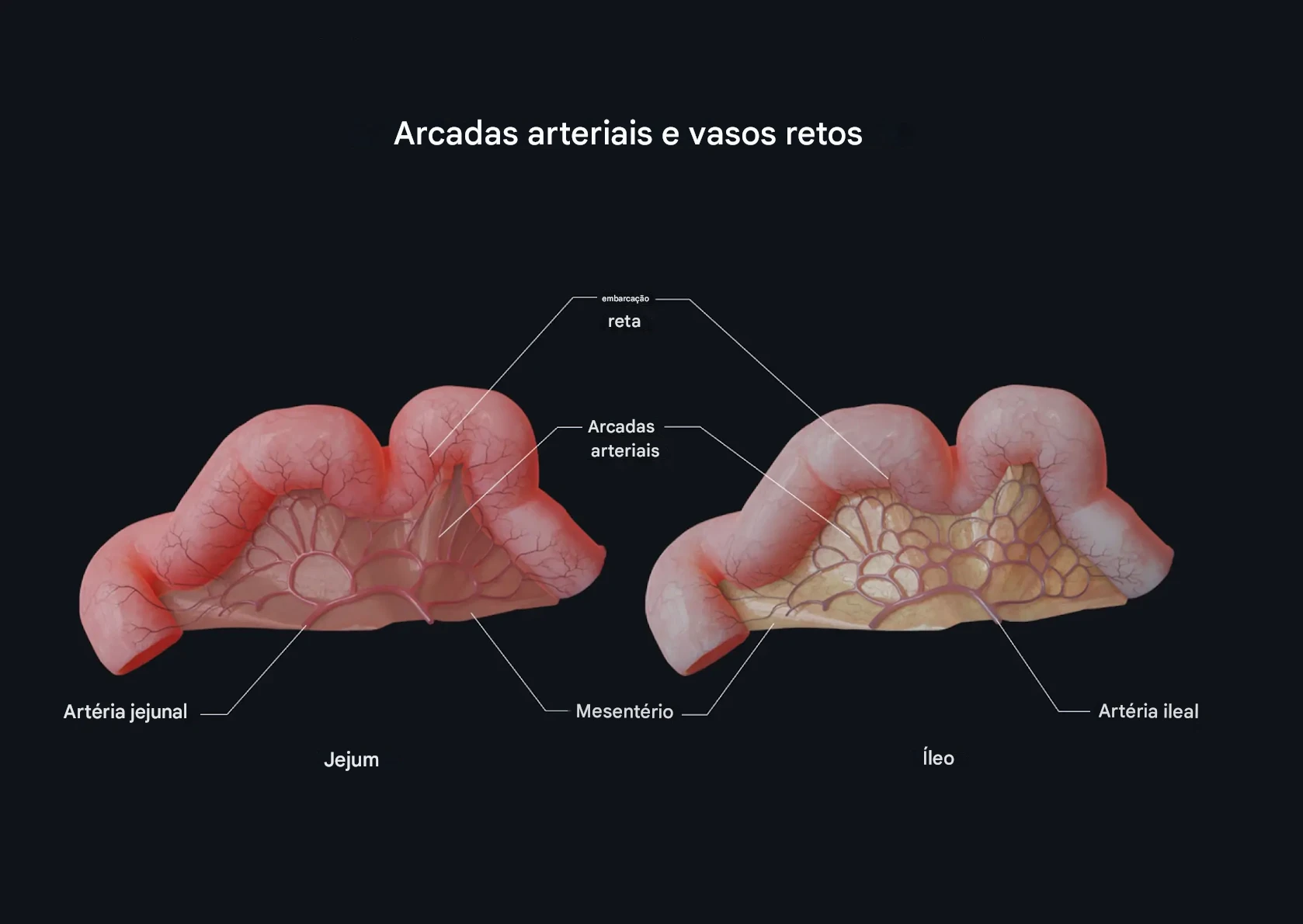 Arcadas Arteriais e Vasa Recta