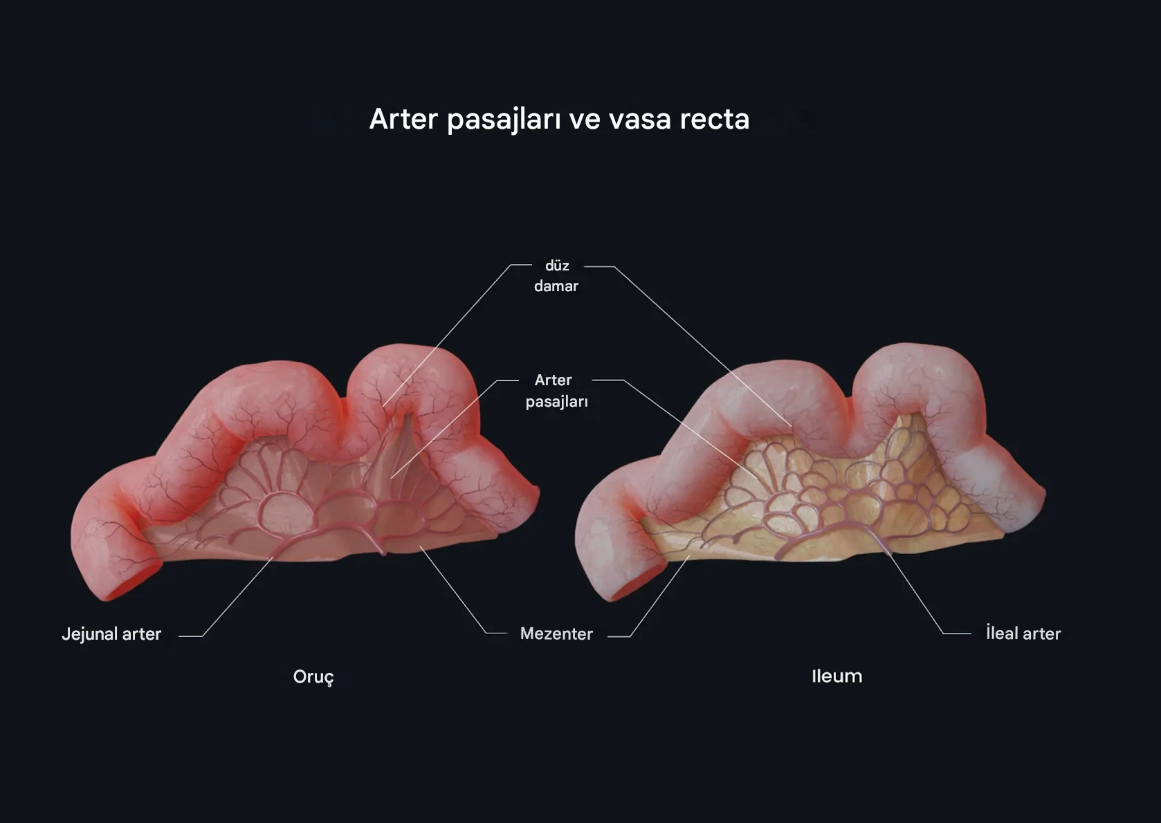 Arteriyal Arkadlar ve Vasa Rektalar