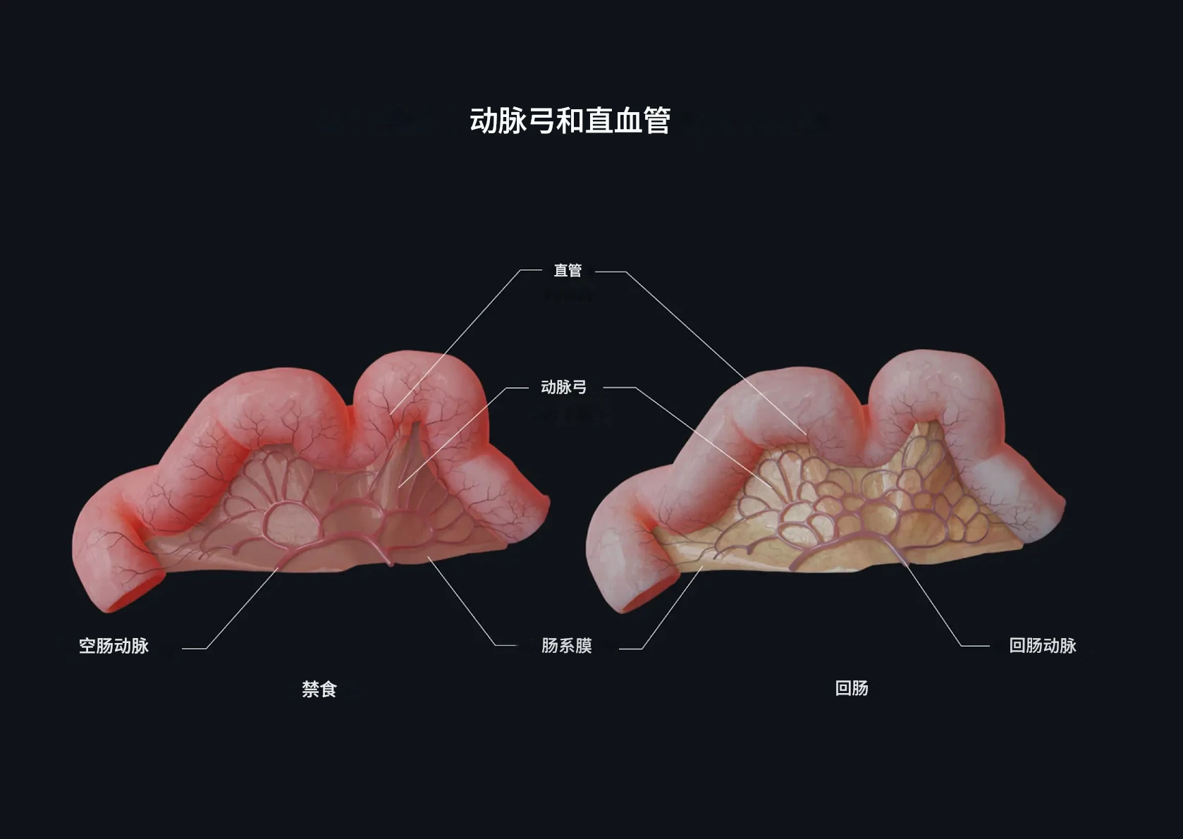 动脉弓和直小血管