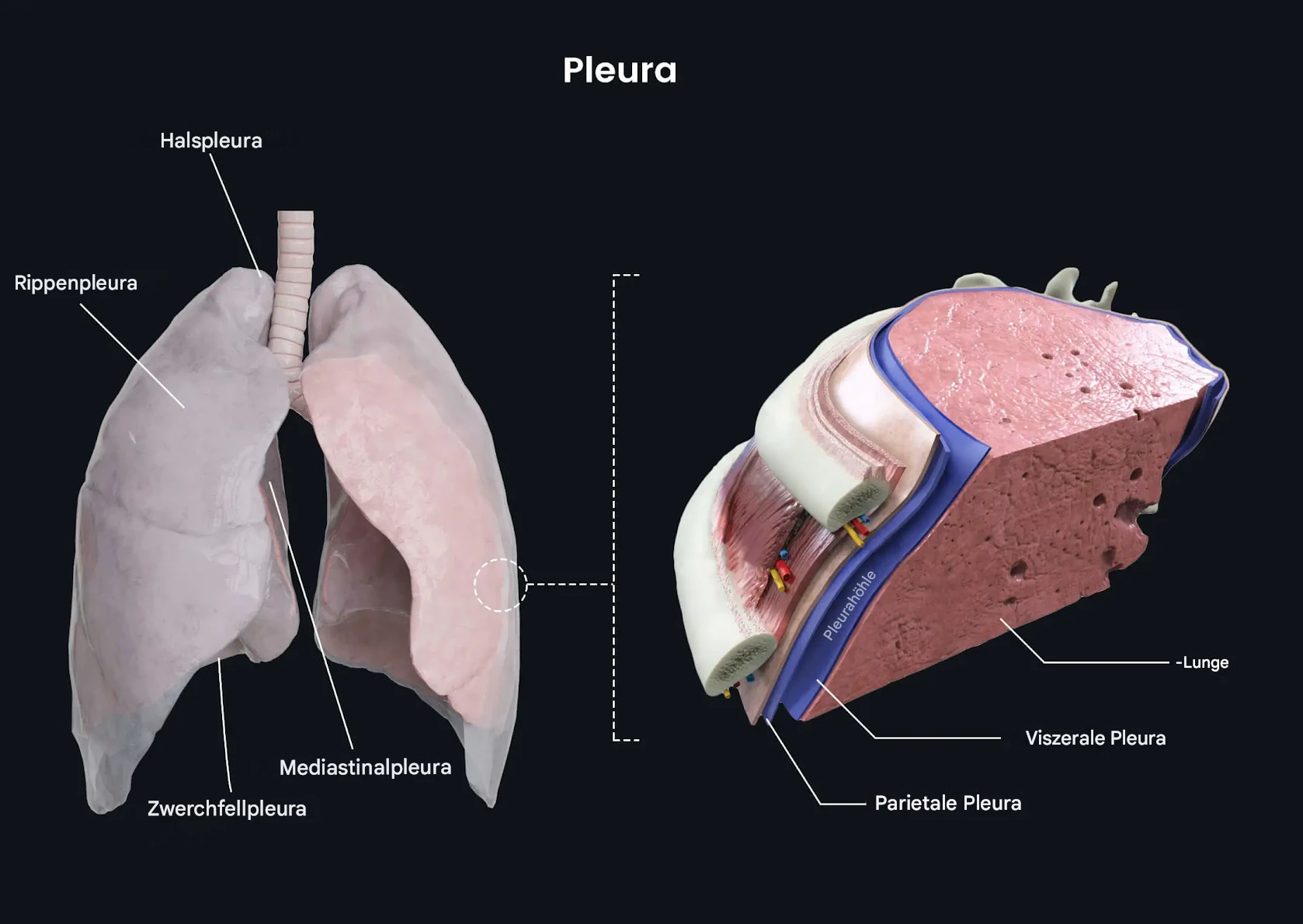 Lunge, Pleura & Interkostales Neurovaskuläres Bündel