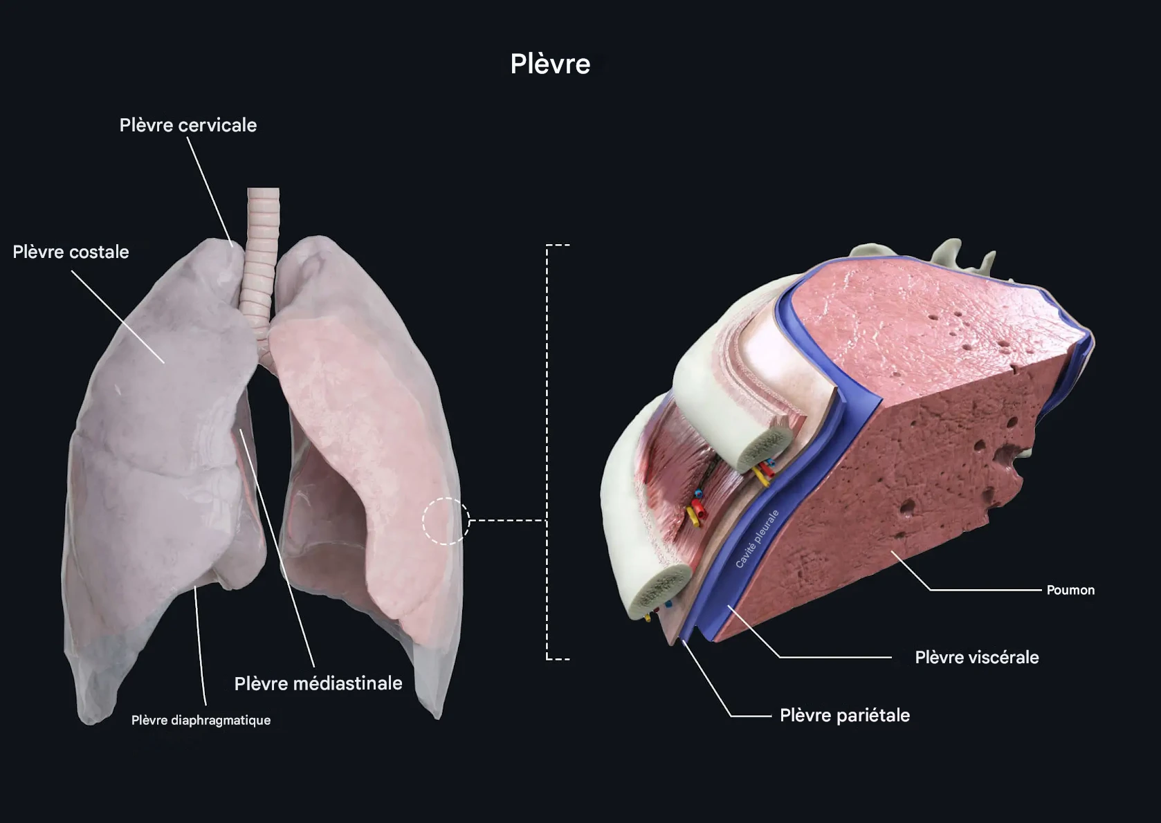 Poumon, plèvre et faisceau neurovasculaire intercostal