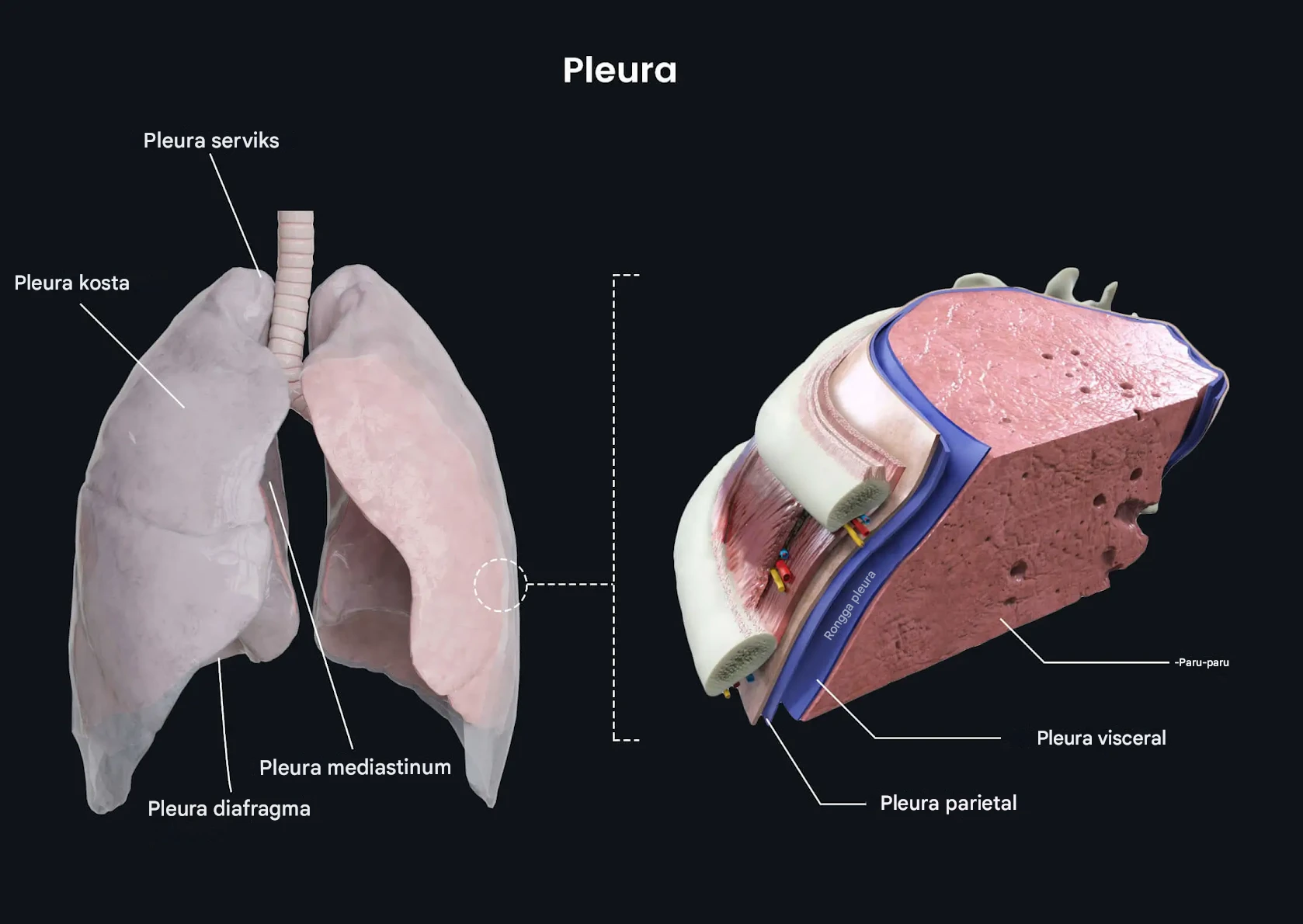 Paru-paru, Pleura & Bundel Neurovaskular Interkostal