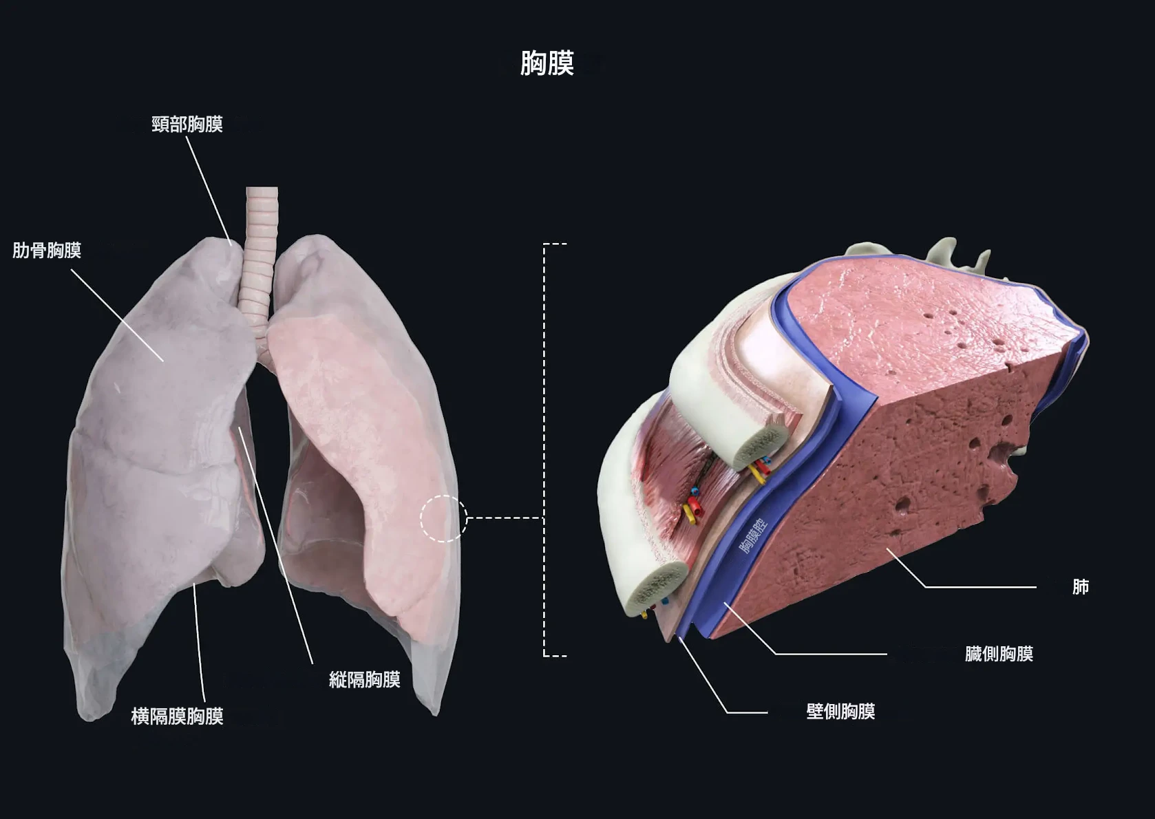 肺、胸膜、肋間神経血管束