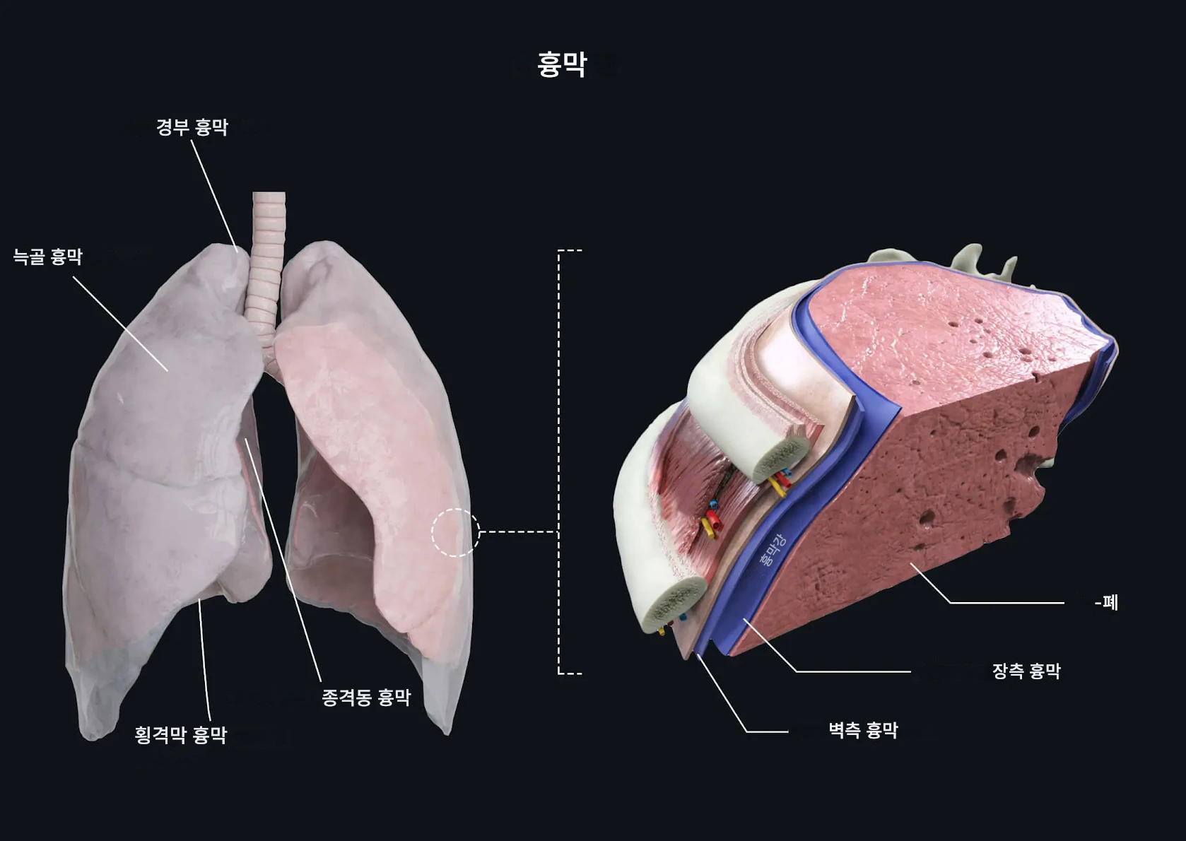 폐, 흉막 및 늑간 신경혈관 다발