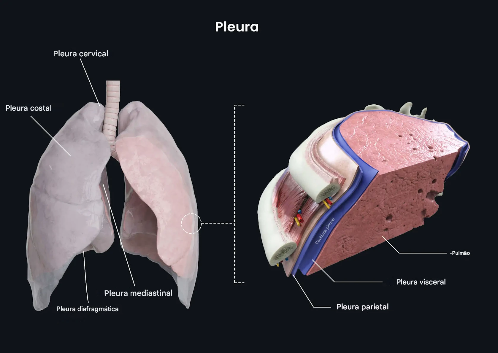 Pulmão, Pleura e Pacote Neurovascular Intercostal