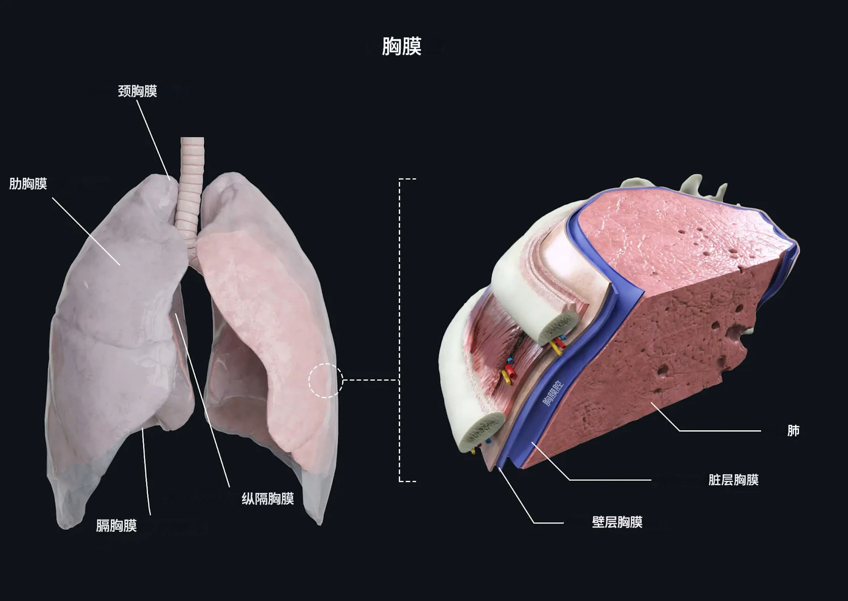 肺、胸膜与肋间神经血管束