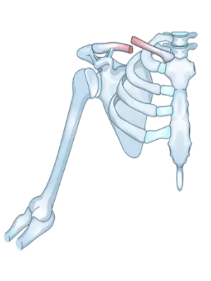 Clinical Oriented Anatomy