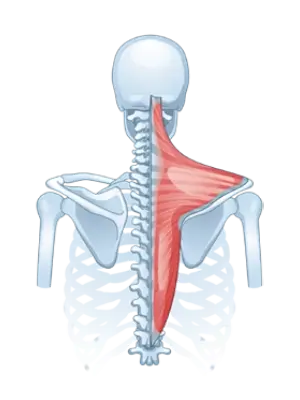 Regional & Systemic Anatomy