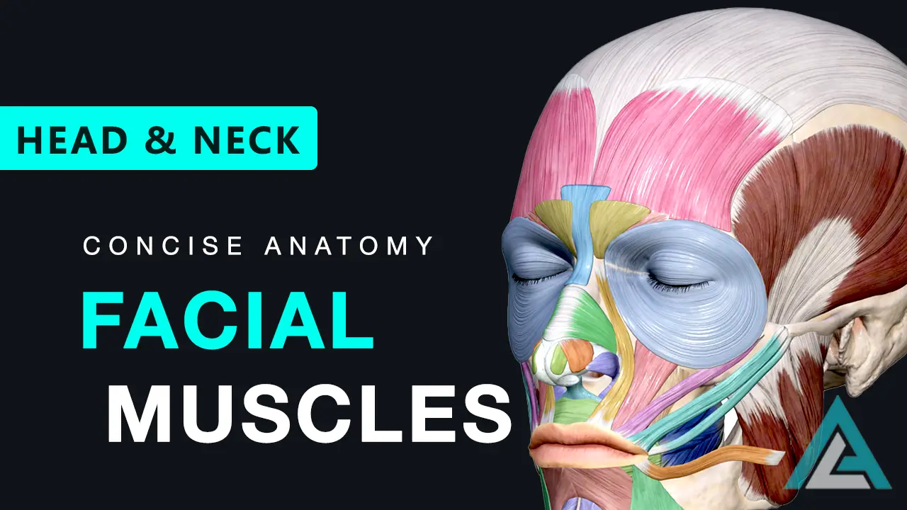 Muscles of Facial Expression