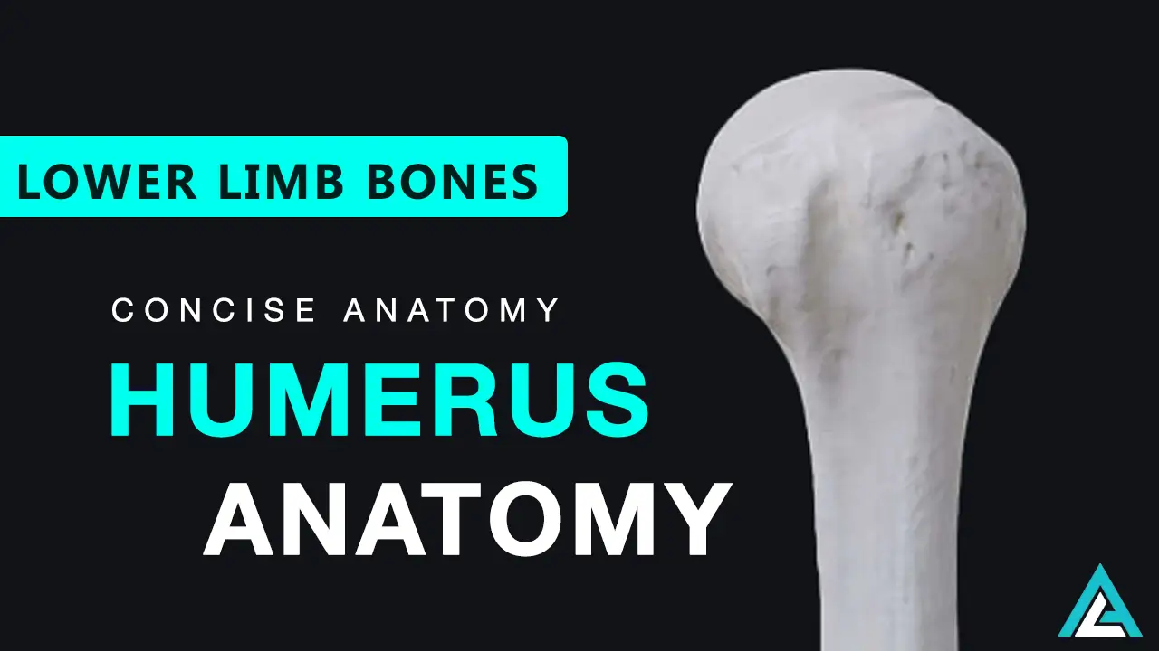 Humerus Bone Anatomy