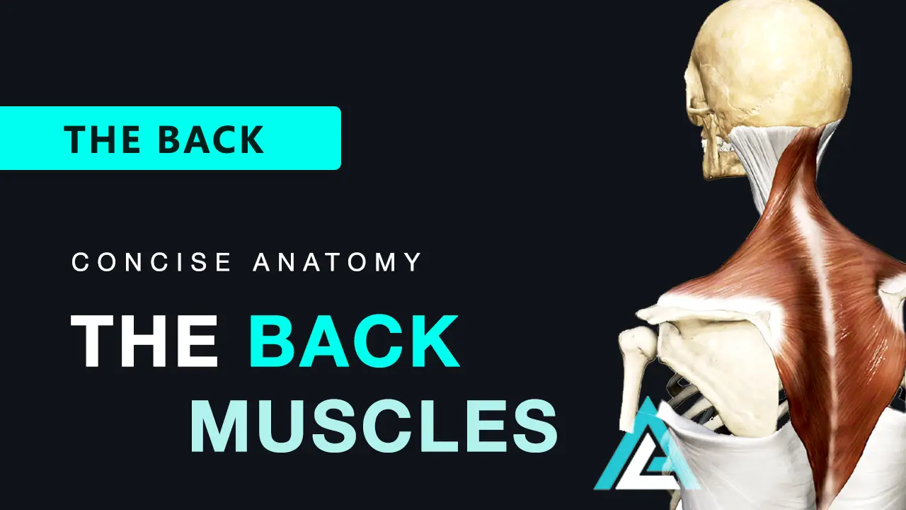 Muscles of the Back