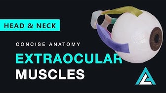 Extraocular Muscles
